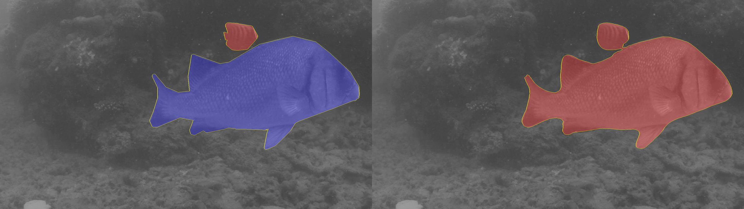 A reef frame with two fish, shown twice with their segmentation masks overlaid.