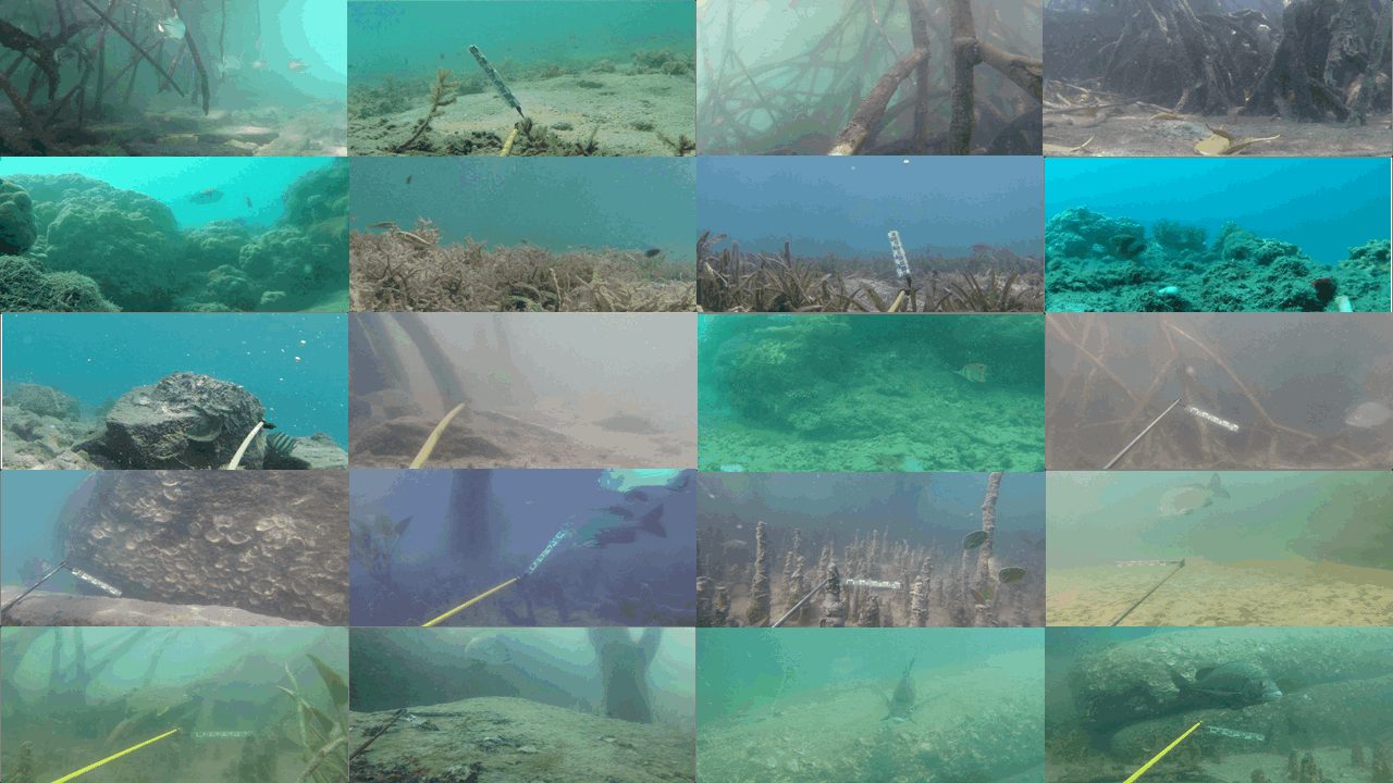 A grid of twenty underwater video frames, one from each DeepFish habitat: mangrove roots, coral reef, seagrass, boulders and sandy seabed.