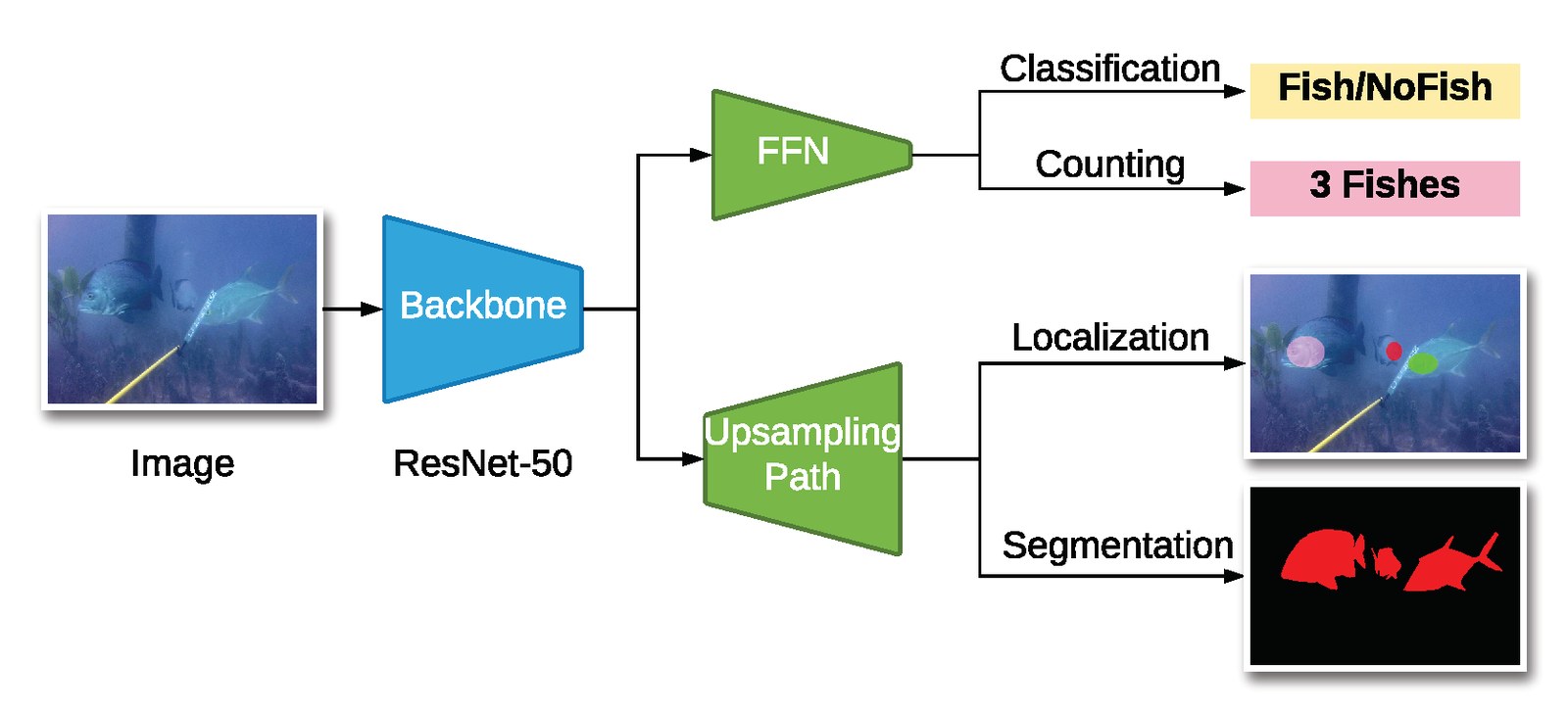 Diagram: an image passes through a ResNet-50 backbone, then a feed-forward branch for classification and counting and an upsampling branch for localization and segmentation.